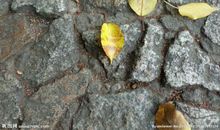 秋天的落叶_450字