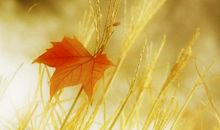 秋天的落叶_300字