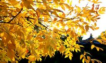 秋天的落叶_500字