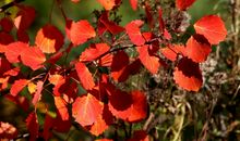 秋天的落叶_350字