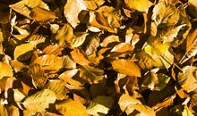 秋天的落叶_200字