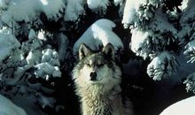 读《狼图腾》有感_350字