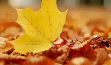 秋天的落叶_400字