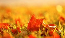 秋天的落叶_1200字