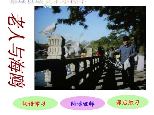 关于阅读《老人与海鸥》的思考