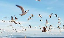 飞翔吧，中华少年梦！_1500字