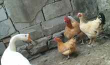 奶奶家的大白鹅_350字