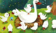 小白鹅找妈妈_450字