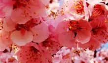 让音乐为寂寞着色_250字