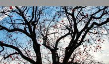 初冬的眷恋_900字