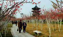 桃树·春风·他_1200字