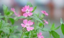 雪下的那颗种子_500字