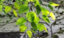 那恬淡静谧的秋雨_650字