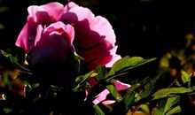 在四季中徘徊_700字