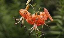 百合花之约_750字