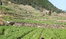 故乡的田地_500字