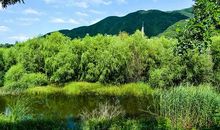 片片蒲草，滋润了我的心田_700字