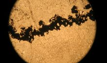 净水来之不易_1000字