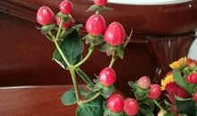 外婆的那把伞_450字