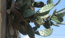 外婆家门前的桃树_750字