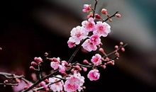 墙角数枝梅，凌寒独自开