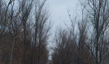 久盼的笑猫日记_500字