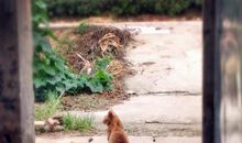 外婆家门前_450字