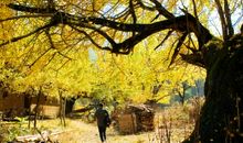 [自然--初二]秋天也美丽_700字