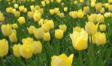 [7月渴望]我渴望飞翔_400字