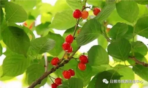 让民族的花朵开红如火！
