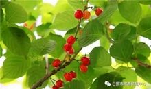 让民族之花开得像火一样红!