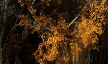 [7月渴望]我渴望自由_800字