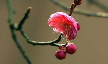 白梅懒赋赋红梅，逞艳先迎醉眼开