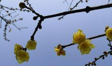 看来岂是寻常色，浓淡由他冰雪中