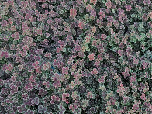 三叶草随风飘扬（6）_2000字