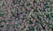 三叶草随风飘（六）_2000字