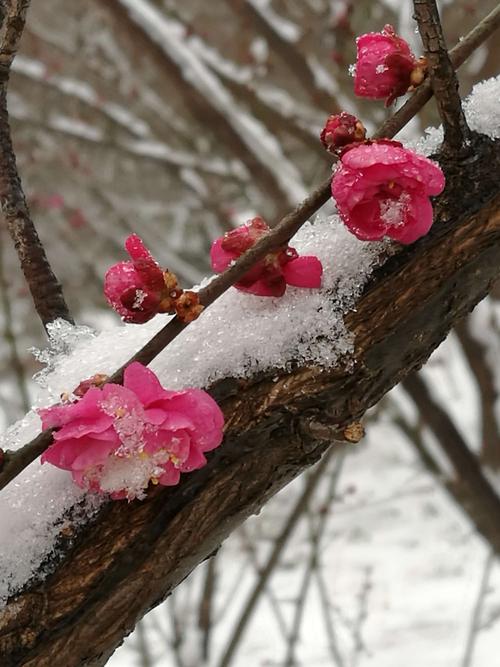 雪像梅花，梅花像雪。相似与厌恶很奇怪