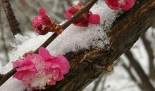 雪似梅花，梅花似雪。似和不似都奇绝