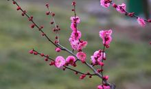 入世冷挑红雪去，离尘香割紫云来