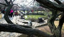 望去茫茫香雪海，吾家山畔好题名