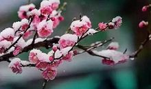 前村深雪里，昨夜一枝开