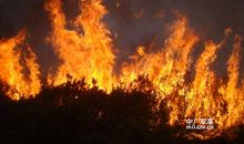 Protect Forest From Fire森林防火_350字