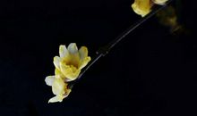 已见寒梅发，复闻啼鸟声