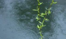 春天里的细雨_800字