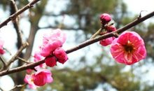 梅须逊雪三分白，雪却输梅一段香