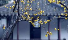 可有梅花寄一枝？雪来翠羽飞。