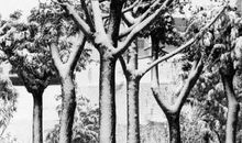 冬天的素描_900字