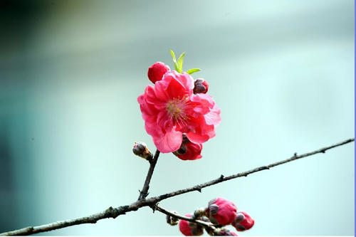 梅里拉在梅花盛开之前和之后休息