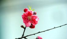 梅蕊腊前破，梅花年后多