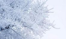 不知近水花先发，疑是经冬雪未销